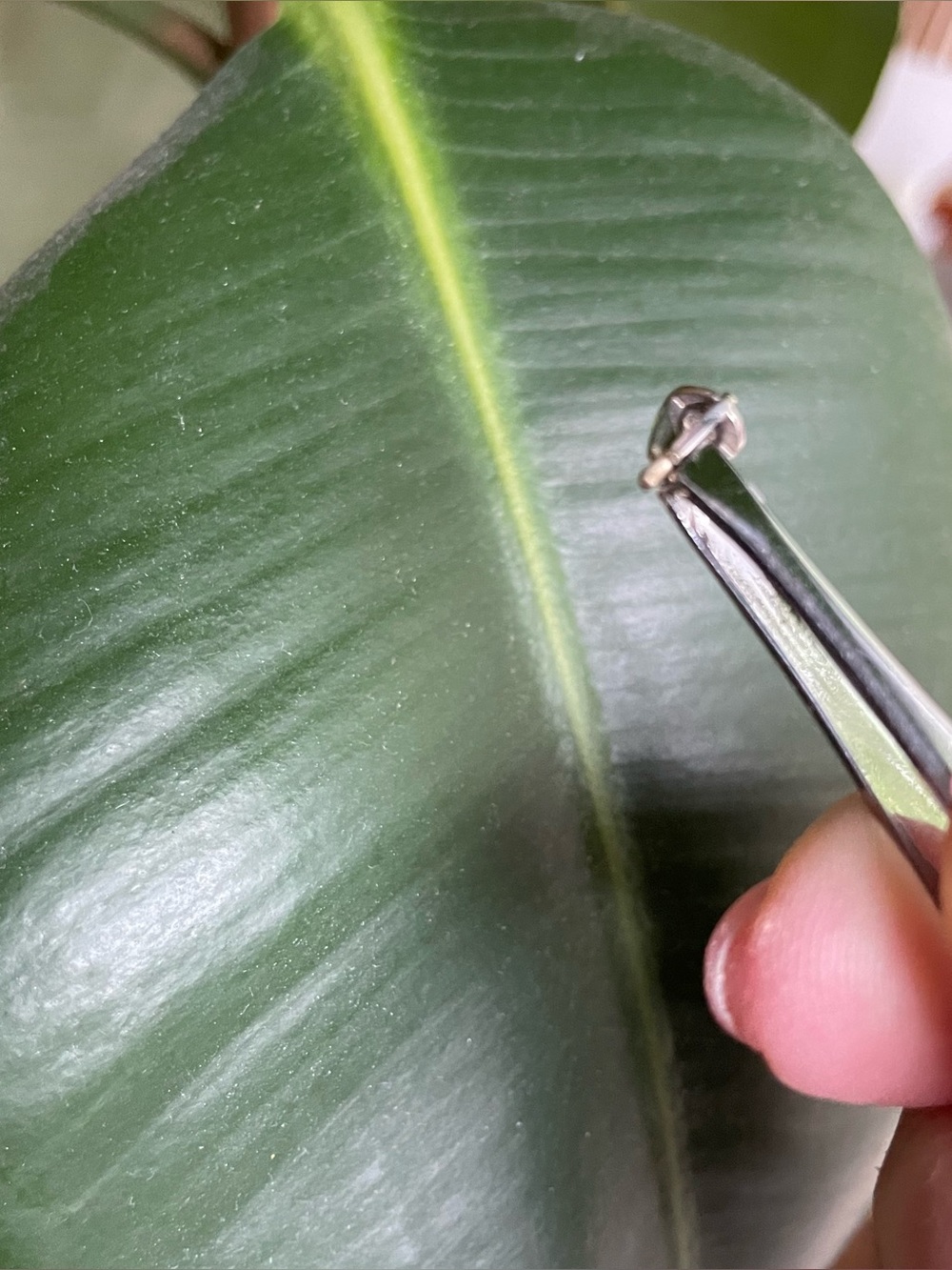 4-prong White Gold Head (setting) for Solitaire Ring Setting with Diamond - Picture 13 of 13